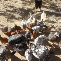 بوقلمون ومرغ تخمگذار فروشی|حیوانات مزرعه|کرفتو, |دیوار