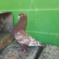 سینه سرخ نر