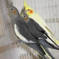 جوجه عروس هلندی