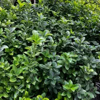 گل یاس و شمشاد