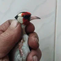 سهره سرسیاه