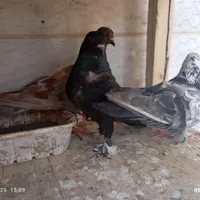 کبوتر دورگ و تهرانی|پرنده|شاهرود, |دیوار
