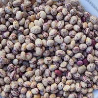 لوبیا چیتی و لوبیا قرمز|عمده‌فروشی|نظر کهریزی, |دیوار