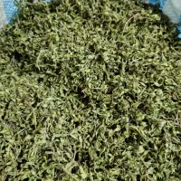 آویشن کوهی مرزه کوهی