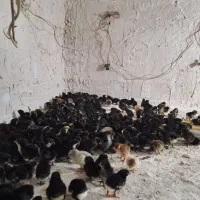 جوجه مرغ و غاز