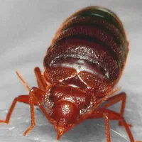 سمپاشی تضمینی حشرات سوسک ساس موریانه موش سمپاشی