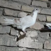 پرشی