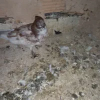 کبوترپرشی|پرنده|پاکدشت, پاکدشت (مامازند)|دیوار