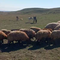 دوتا قوره خر|حیوانات مزرعه|اردبیل, |دیوار