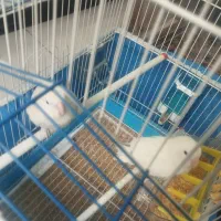 کوتوله|پرنده|برخوار, |دیوار