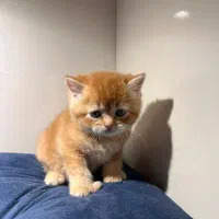 پسر بریتیش مو کوتاه گلد جینجر (پاستیل صورتی)|گربه|اصفهان, رزمندگان|دیوار