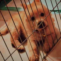 واگذاری سگ قبول میکنم