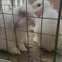 خرگوش لوپ و جوجه مرغ