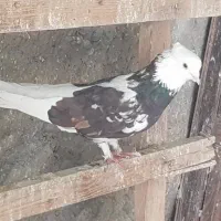 کبوتر کفتر گرو تضمینی|پرنده|خمینیشهر, |دیوار