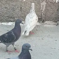 پرندع کبوتر|پرنده|شیروان (خراسان), |دیوار