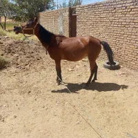اسب کرد|اسب و تجهیزات اسب‌سواری|کرمانشاه, |دیوار