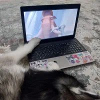 واگذاری رایگان هاسکی