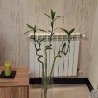 همخونه-اقا-میخام