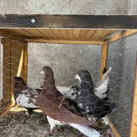 کبوتر زرنگ هوایی