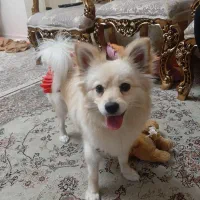 سگ پامرانین ۱ ساله در رشت