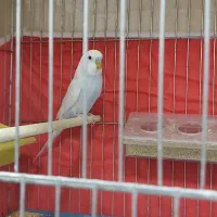 فروش دان ولوازم پرندگان عزیزی|پرنده|مهاباد (آذربایجان غربی), |دیوار