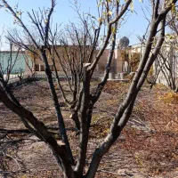 هرس درختان میوه وزینتی