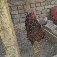 3عدد خروس معاوضه با عروس هلندی
