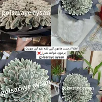 انواع دسته گل و باکس گل ربانی|گل مصنوعی|تربت جام, یحیی آباد|دیوار