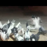 تعدادی کوبتر یک جا ده عدد با هم پرشی و گره قاطی