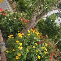 فروش باغ از ۵۴۰۰ متری سند دار|فروش خانه و ویلا|شریفآباد, |دیوار