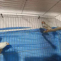 یک جفت فنج با ۶ تا تخم و ۶ تا جوجه تقریباً بالغ|پرنده|پیشوا, |دیوار