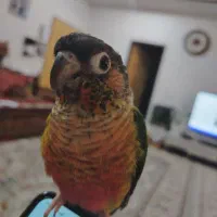 طوطی گرینچیک