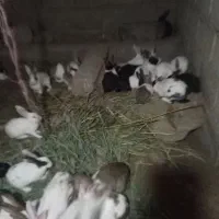 خرگوش|موش و خرگوش|گنبد کاووس, |دیوار