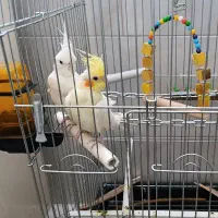 عروس چشم شرابی