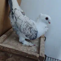 کفتر برژیکی اصیل