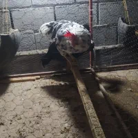 خروس ریش گلین