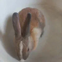 خرگوش