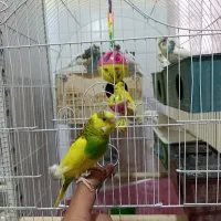 ۵ جفت مرغ عشق مولد روی تخم تضمینی|پرنده|سیرجان, |دیوار