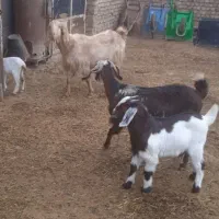 دو رس بز زایده