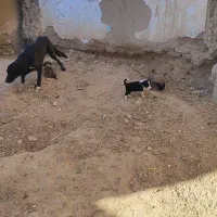 واگذاری سگ|سگ|آشخانه, |دیوار