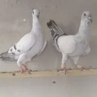 کبوتر شامی