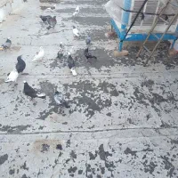 کبوتر پرشی به شرط یک جا فقط