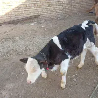 گوساله ماده سیمینتال