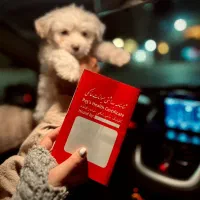 سگ خانگی-آپارتمانی