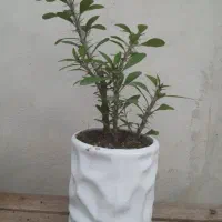 گلهای زیبا|گل و گیاه طبیعی|لاهیجان, آهندان|دیوار