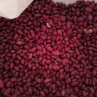 لوبیا چیتی لوبیا قرمز مال کاشت امسال