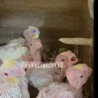 جفت عروس هلندی اصیل با چهار جوجه درشت