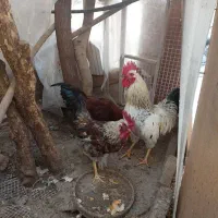 خروس خانگی