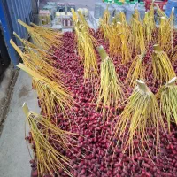خرمای خوشه(خارک مضافتی)