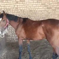 خرید فروش مادیون ونریان